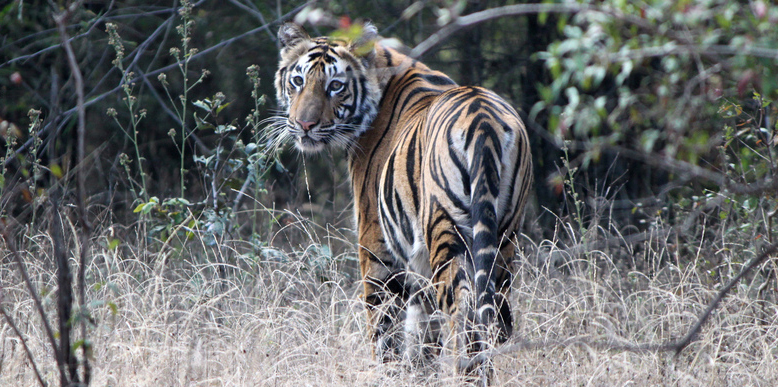 Bandhavgarh National Park - A Date With Wildlife And History - Tour My 