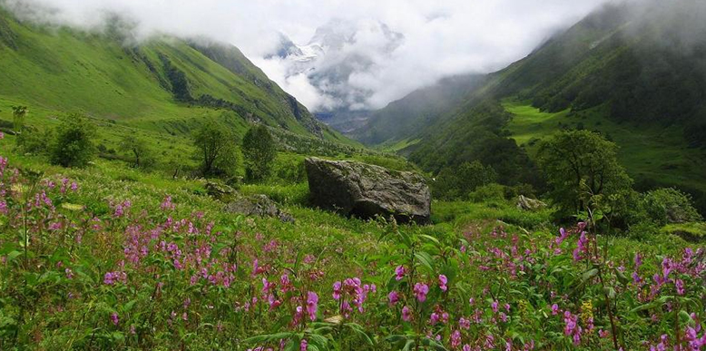 valley-of-flowers