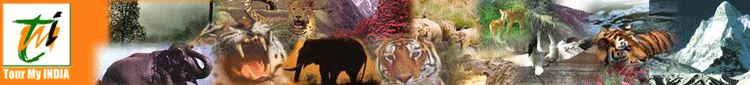 wildlife in India, wildlife tours in India, wildlife Travel in India, Wildlife Tourism in India, Wildlife Tour Packages in India, and professional wildlife Travel services in India from one of the leading online travel agent in India specializing in wildlife Travel and tours, Wildlife of India, Tigers in India, Wildlife Resorts in India, Wildlife Sanctuaries and National Parks of India. Tourmyindia.com offers complete travel services for wildlife travel in India including Wildlife Tours, Wildlife Safaris, Wildlife Resorts, and Game Safaris in India