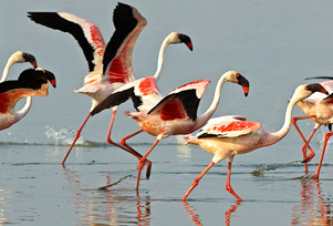 Wildlife and Heritage of Gujarat