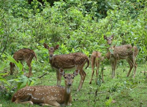 Sagareshwar Wildlife Sanctuary Maharashtra