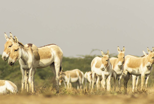 Wildlife Tours in Gujarat