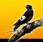 Tour My India-Provides Travel services for India, including Travel Bookings for India, Hotels in India.