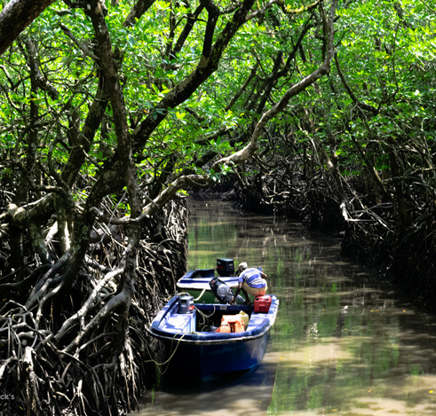 Mangrove Creek Safari in Andaman