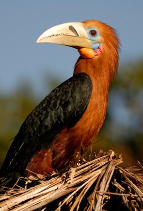Bird Watching in Andaman