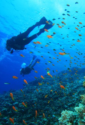 Scuba Diving in Andaman Nicobar