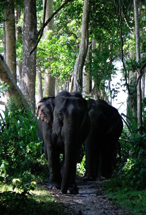 Wildlife Tourism in Andaman Nicobar