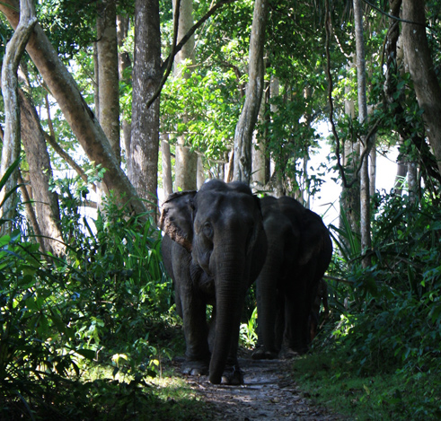 Wildlife Tourism in Andaman