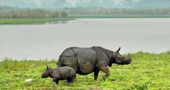 Rhino with Best of North East India