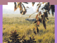 Orang National Park,assam,Orang National Park in tezpur,Orang National Park travel,tezpur wildlife travel,sanctuary in assam,rhino viewing,assam wild life travel agent