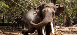 Punnathur Kotta Elephant Sanctuary Thrissur