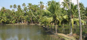 Panavally, Kerala