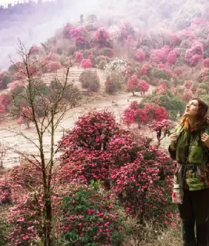 Singba Rhododendron Sanctuary Trek