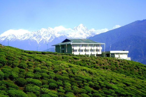 Temi Tea Estate Ravangla, Sikkim