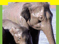 indian wildlife , wildlife in india, wildlife resort in india, wildlife information , wildlife of india, jungle safari in india, jeep safari in india, wildlife travel , travel wildlife, package for wildlife india, wildlife national park, bird sanctuaries in india,  wildlife , wildlife  guide.