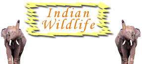 wildlife in india , indian wildlife , information on indian wildlife,  wildlife tours, travel wildlife , wildlife of india