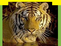 indian wildlife , wildlife in india, wildlife resort in india, wildlife information , wildlife of india, jungle safari in india, jeep safari in india, wildlife travel , travel wildlife, package for wildlife india, wildlife national park, bird sanctuaries in india,  wildlife , wildlife  guide.