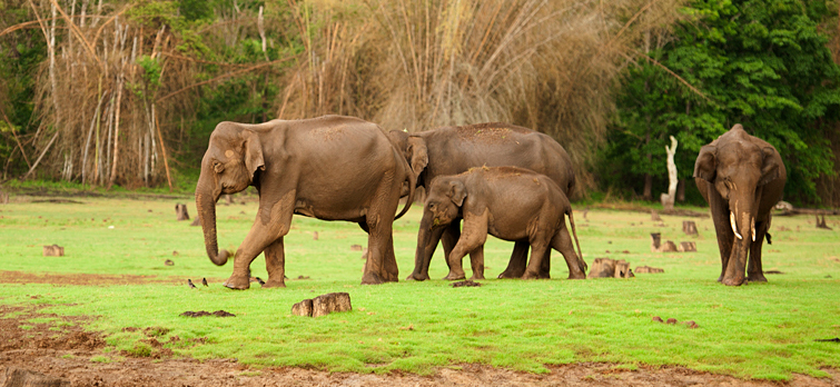 nagarhole-national-park