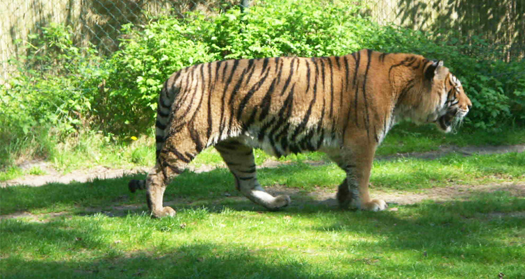 Tiger Safari Zoo Amaltas Ludhiana