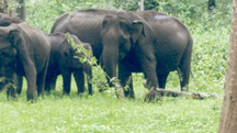 Nagarhole Weekend Holiday Tour