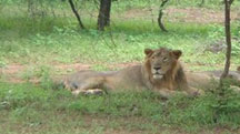 Ahmedabad - Gir Weekend Tour