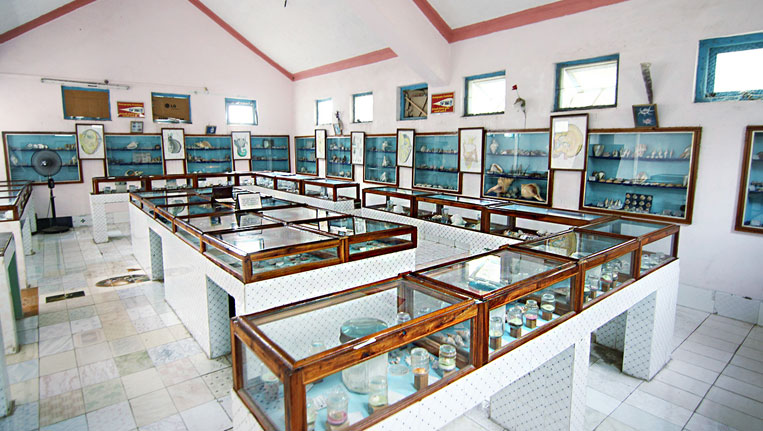 Sea Shells Museum