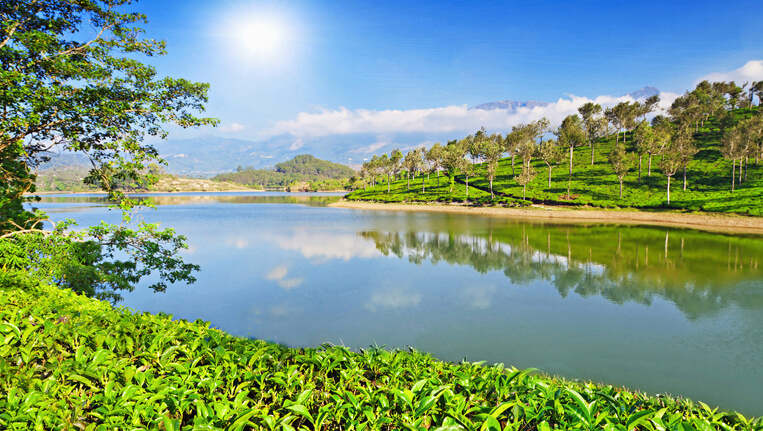 Tea Plantation Munnar