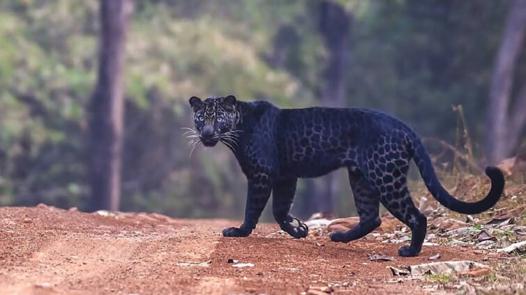 melanistic leopard