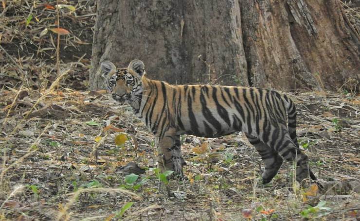 Tadoba Wildlife Tourism