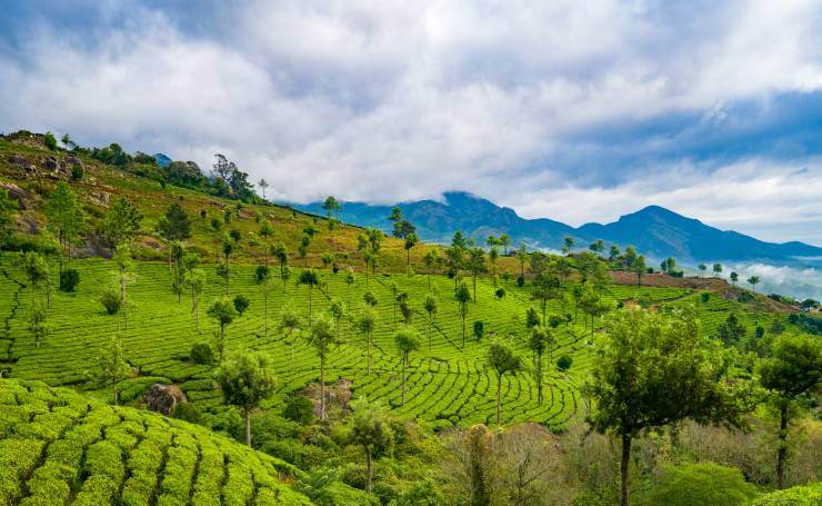 Munnar Kerala