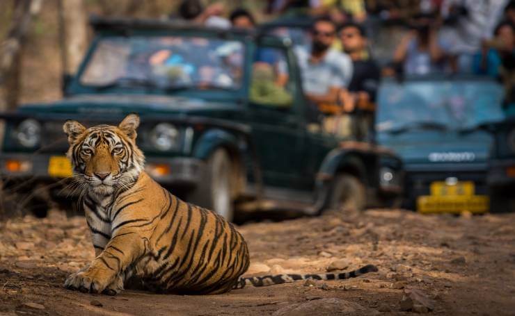 Ranthambore Jeep Safari