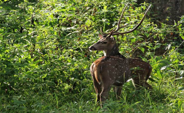 Wayanad Wildlife Sanctuary