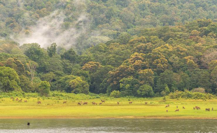 Periyar National Park Kerala