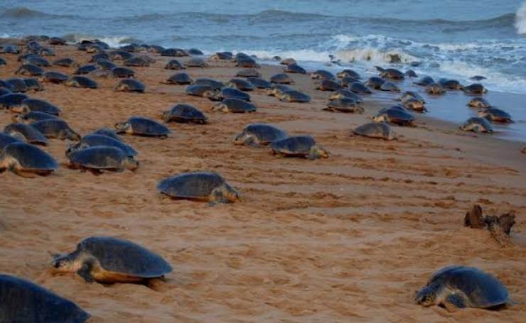 Gahirmatha Marine Sanctuary