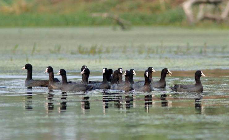 Keetham Lake Agra