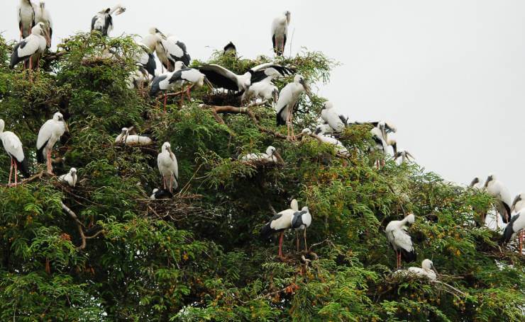 Wildlife Odisha