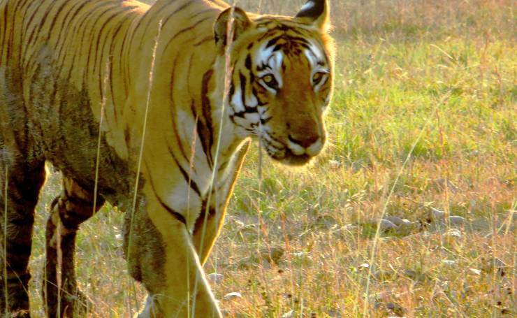 Bandipur National Park Tiger