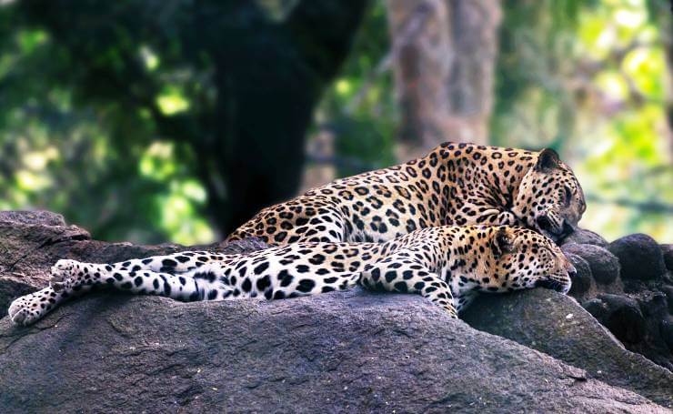 Bannerghatta National Park