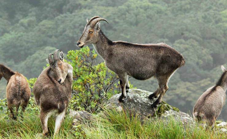 Eravikulam National Park