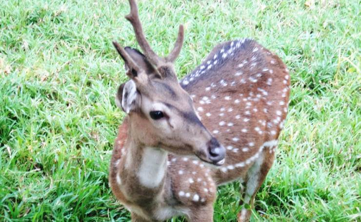 Guindy National Park