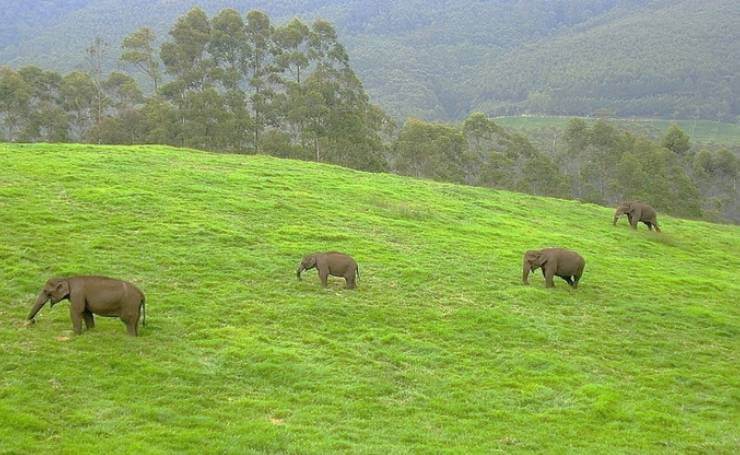 Mathikettan Shola National Park