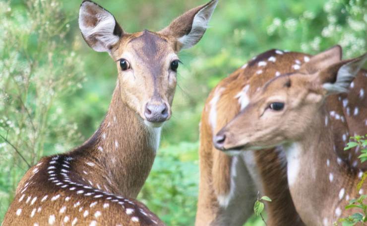 Mudumalai National Park