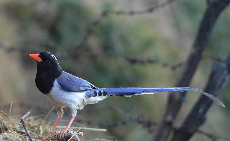 Benog Wildlife Sanctuary Mussoorie