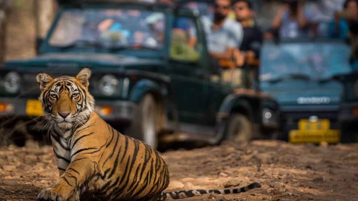 jungle safari park raj