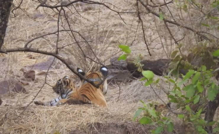 Mukundara Tiger Reserve