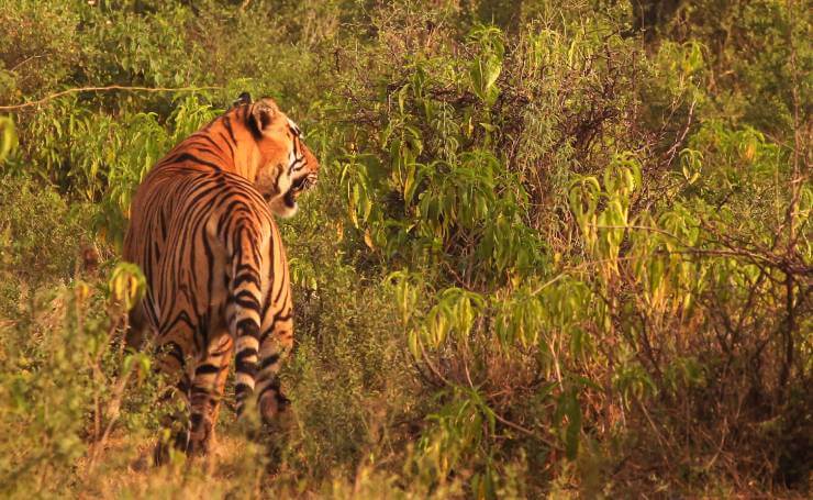 Sariska Tiger Reserve