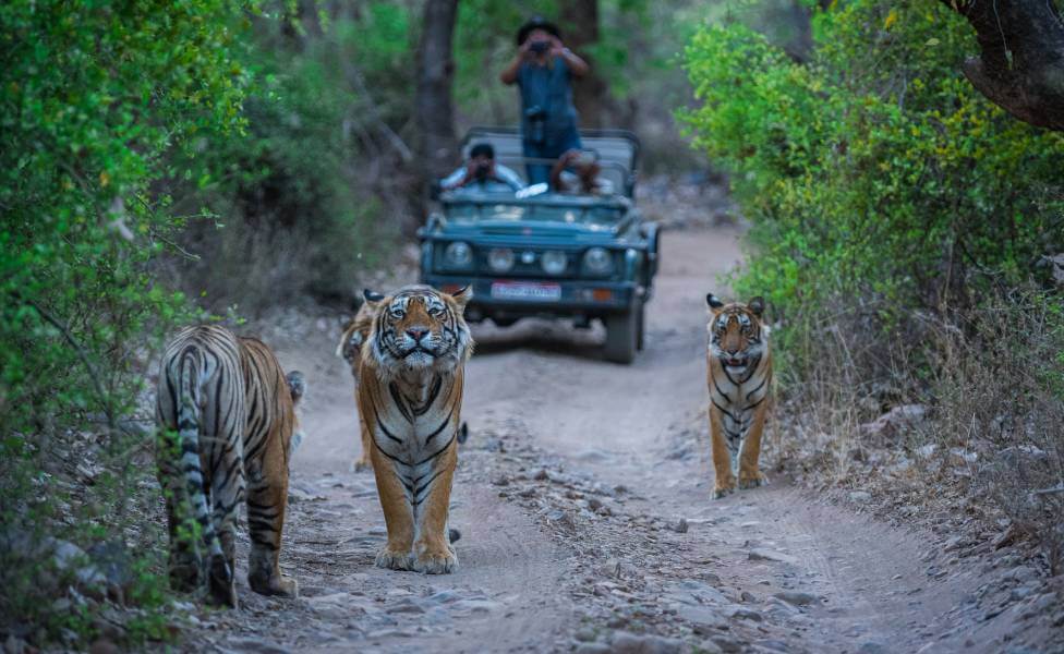 Ranthambore Wildlife Safari