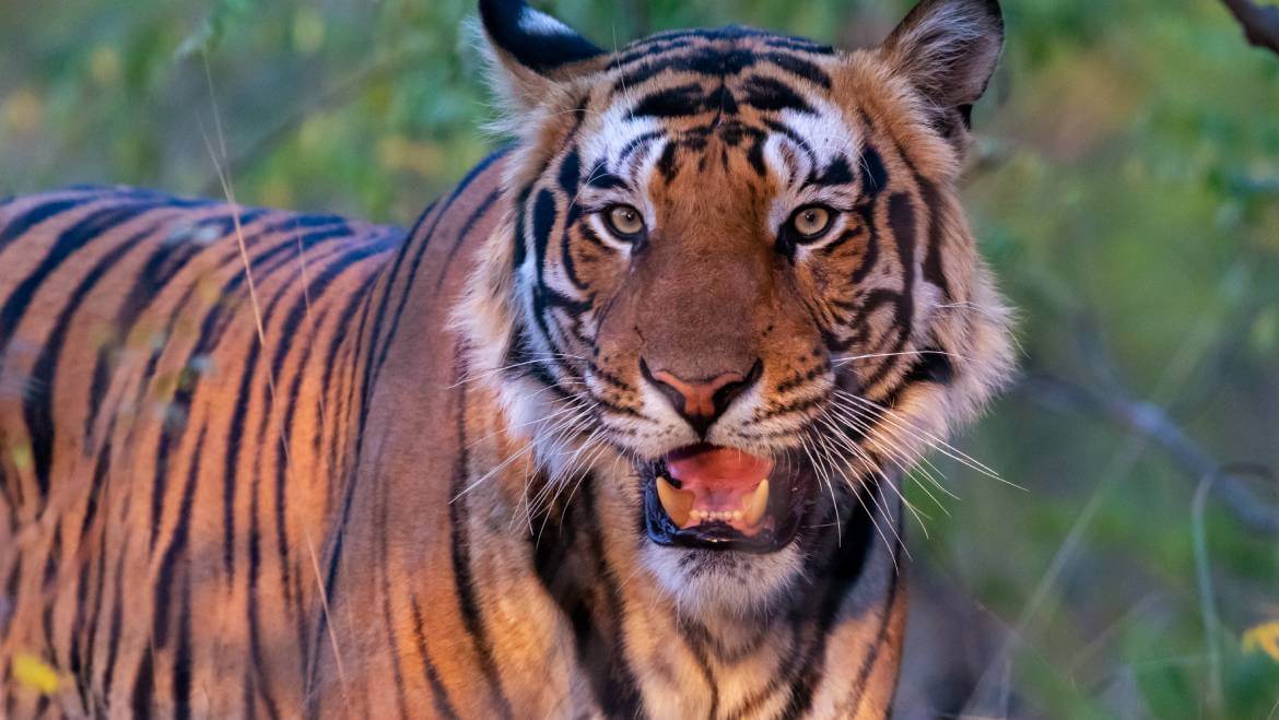 Nepal and India Count their Bengals in Tiger Census