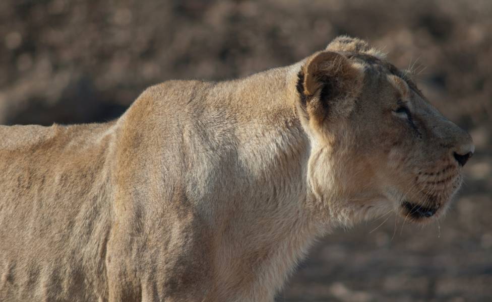 Gir National Park Gujarat- Best Winter Destination