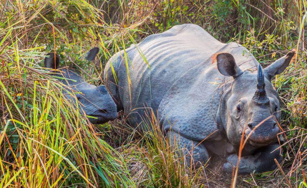 Kaziranga National Park Assam- Top Winter Destination